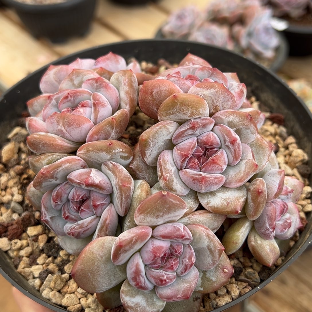 八头短肥圆胖体紫心小脸