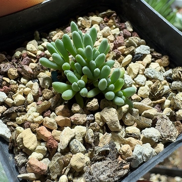 336葵珊瑚带盆发货