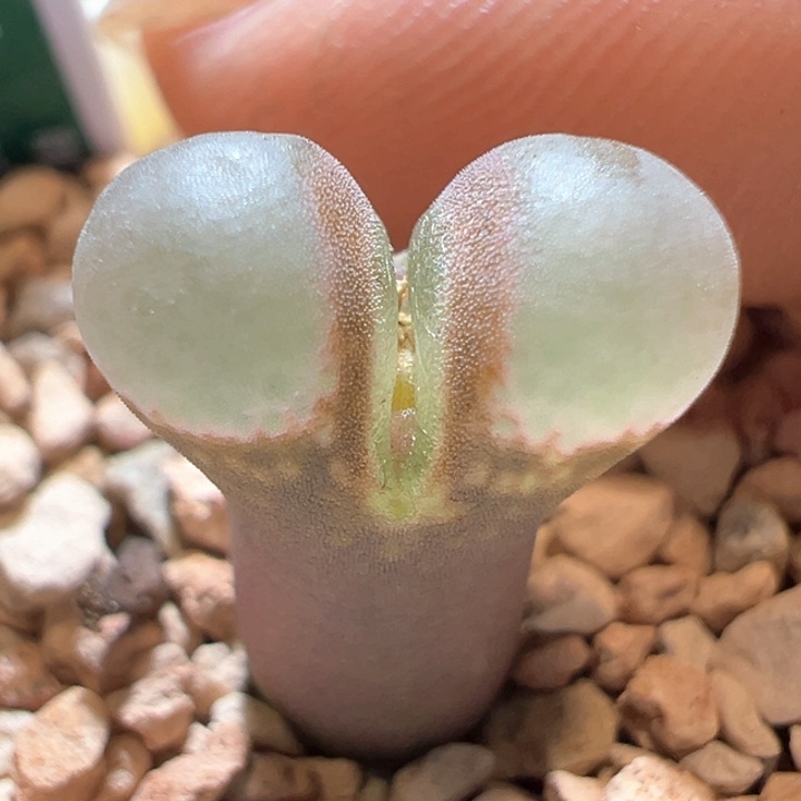 508。 优选玻璃珠白窗黑眼豆豆