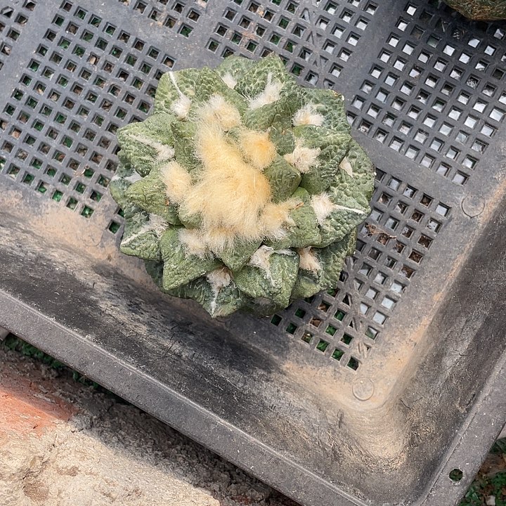 自根黑杂特价福利福利