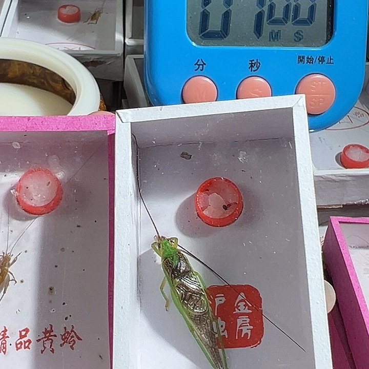 精品长须霍氏加短须大黄龄