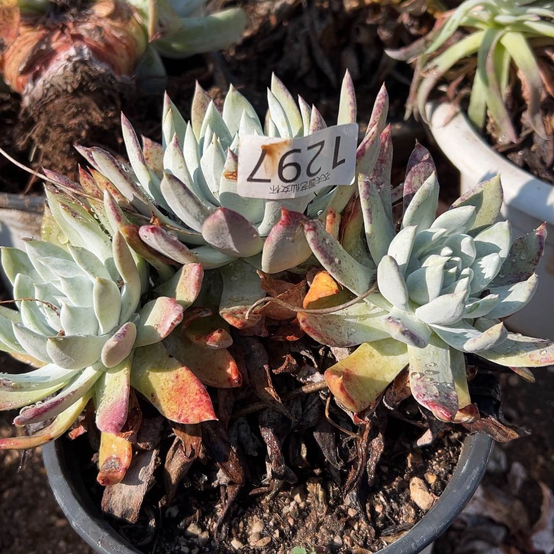 阿金尼仙女杯多肉。