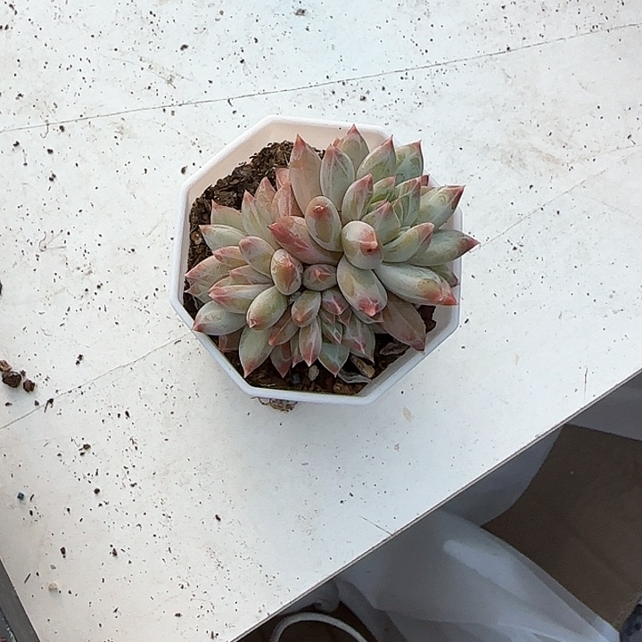 青蛙王子儿童牙膏111