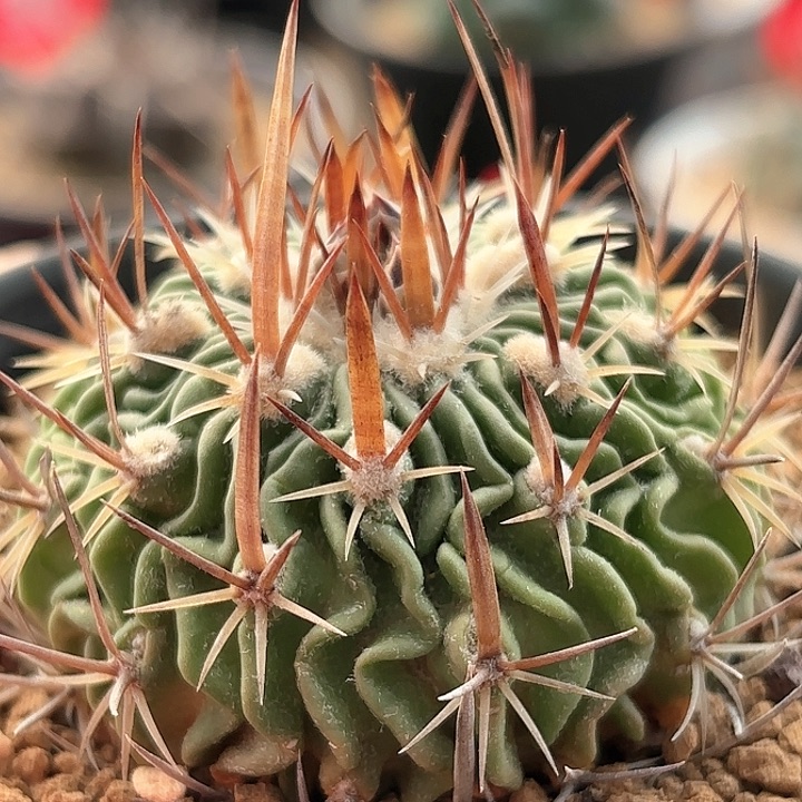 仙人球实生多棱玉