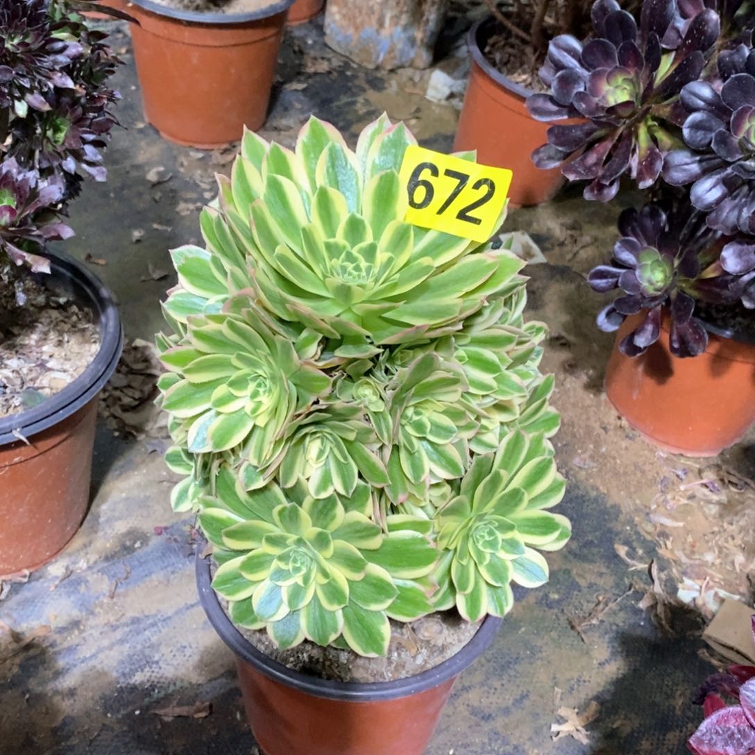 艳宁多肉法师672