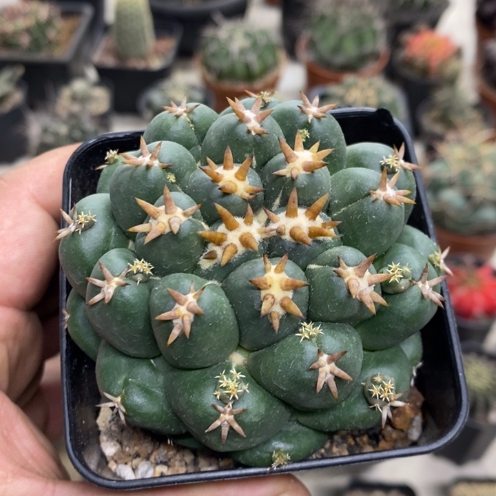 短豪刺象牙特价包邮