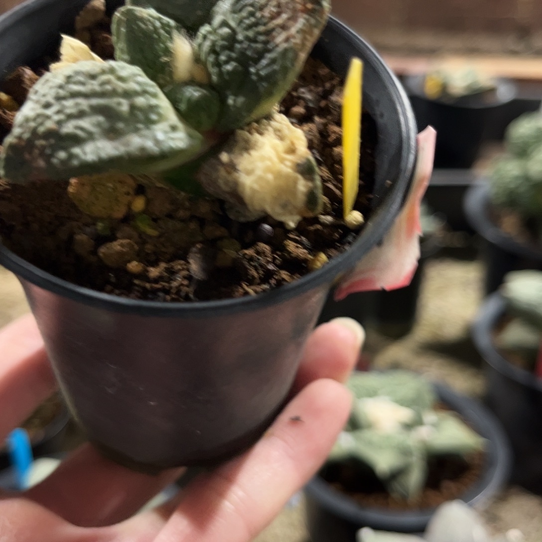 39号实生哥斯拉怒涛