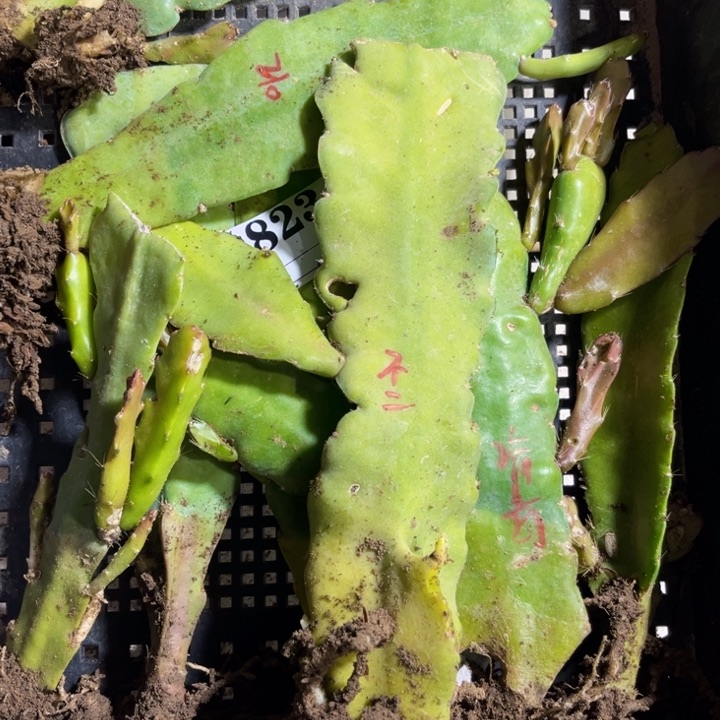 当前无花栽培后可以开花8苗8色