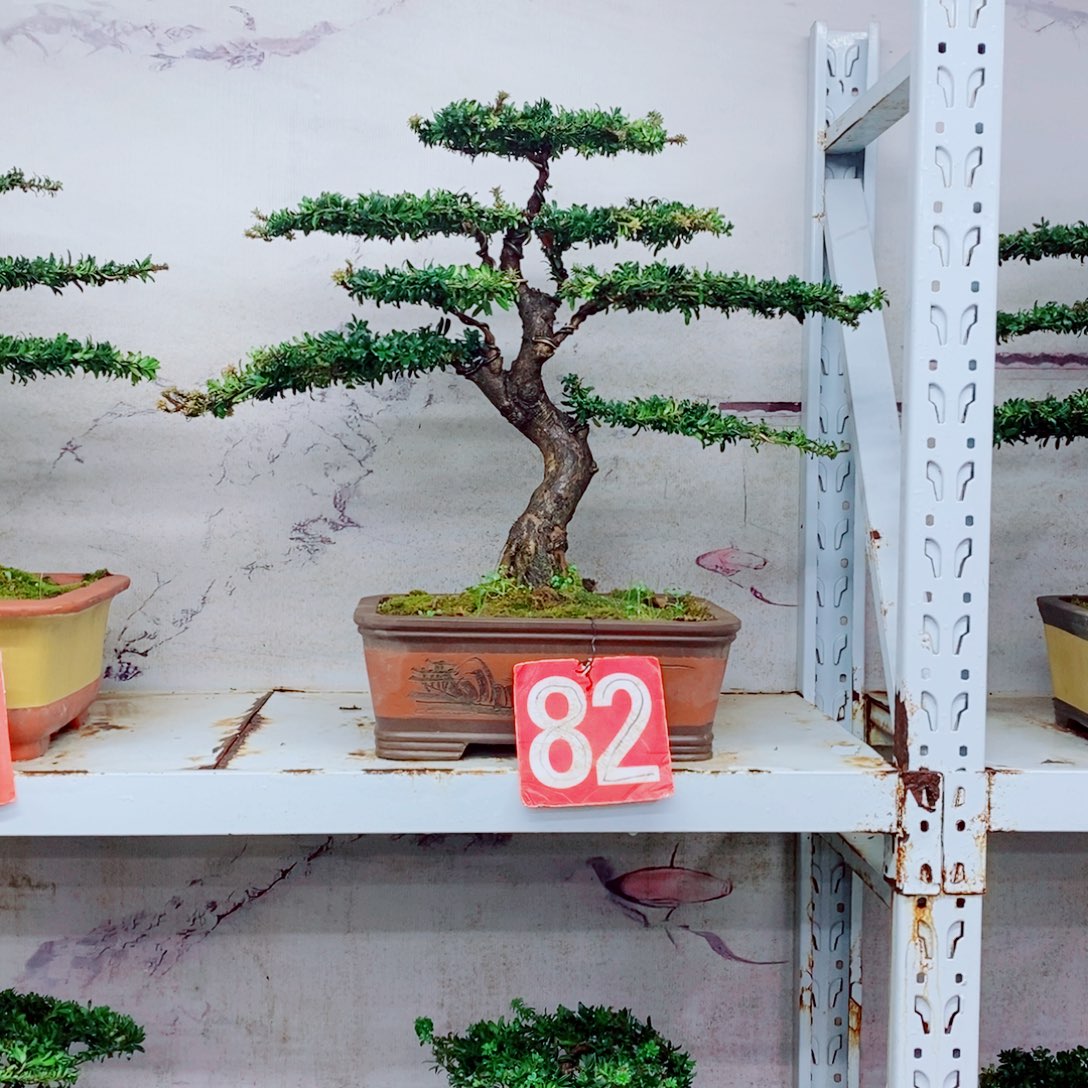 完全开放罗汉松盆景