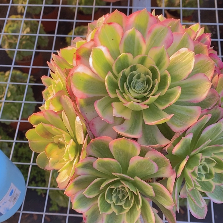 闪购法师1棵海仙法师