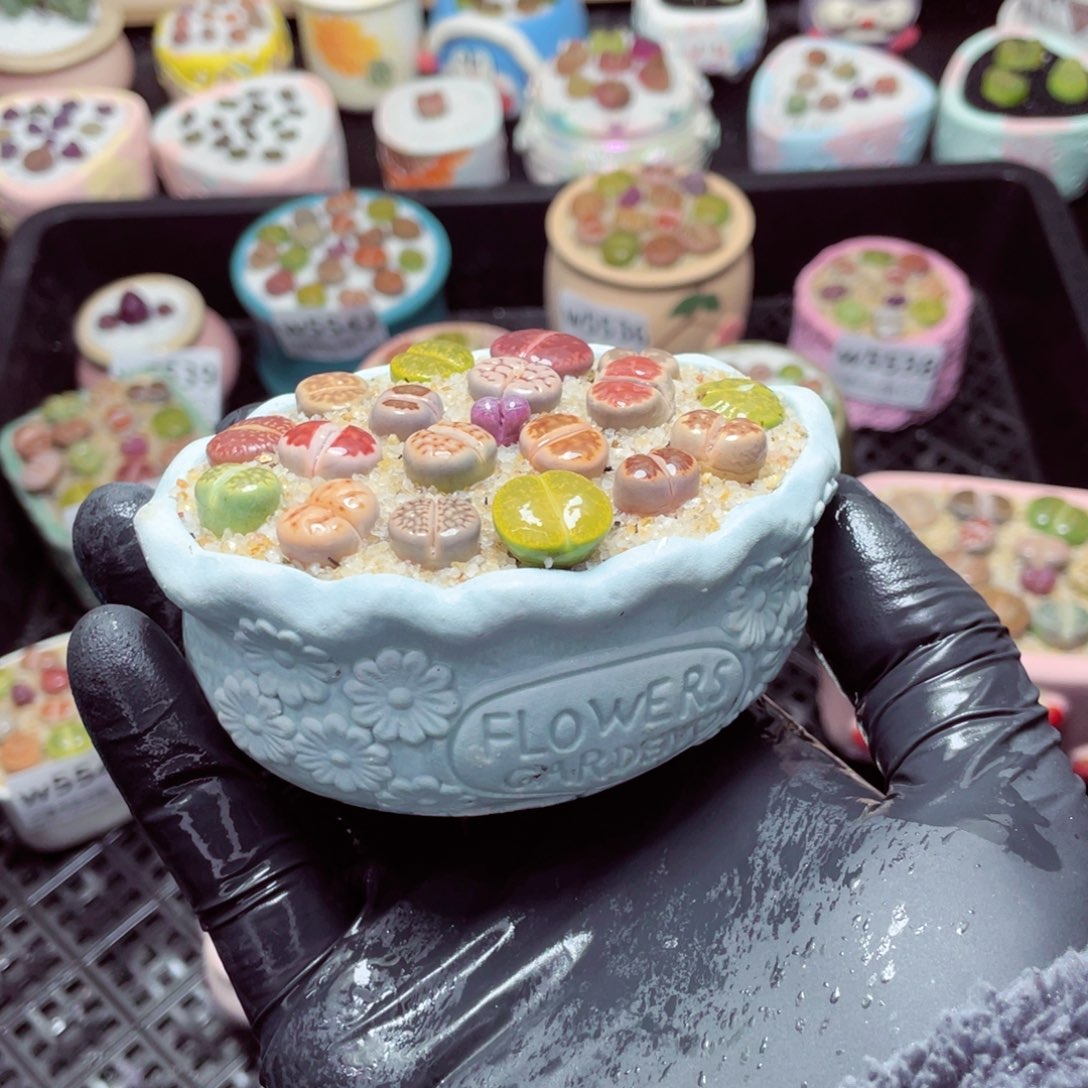 w5545--带盆土发货，零下地区拍保温箱