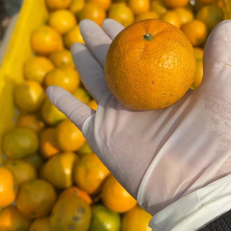 2025年天马英洲围冬后油皮仔（出薄荷香）