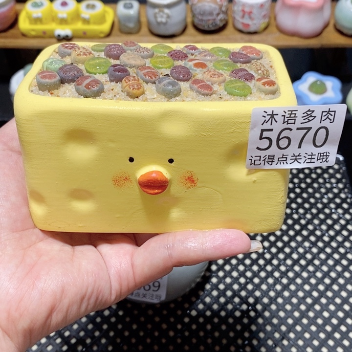 带盆土植物 一物一拍5670