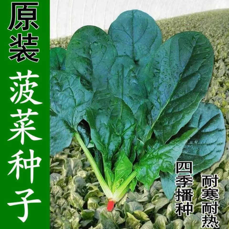 【全店满5元包邮】大叶菠菜耐寒越冬四季高产耐热红根大叶菠菜