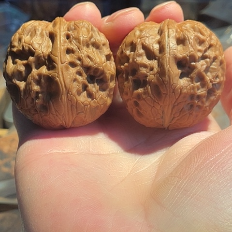 把件文玩核桃牡丹纹带彩40