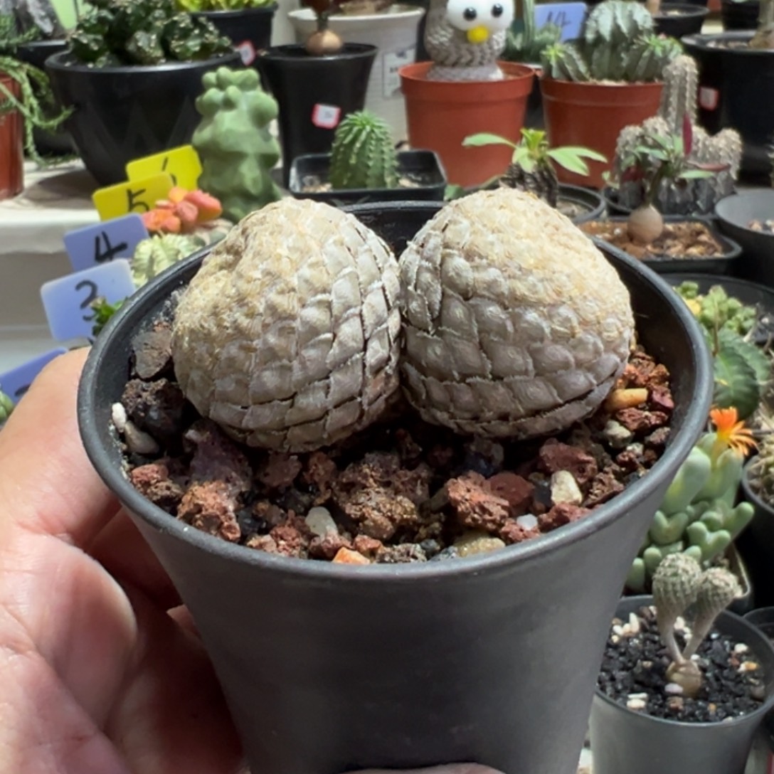 双胞胎鱼鳞大戟带盆111111