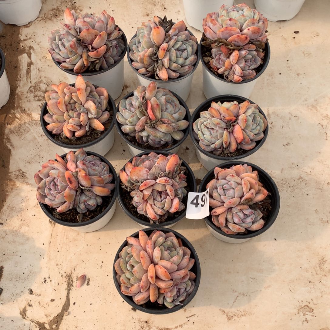 497橙子多肉植物组合