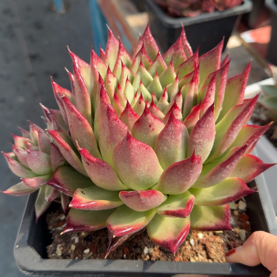 多肉植物一物一拍，30