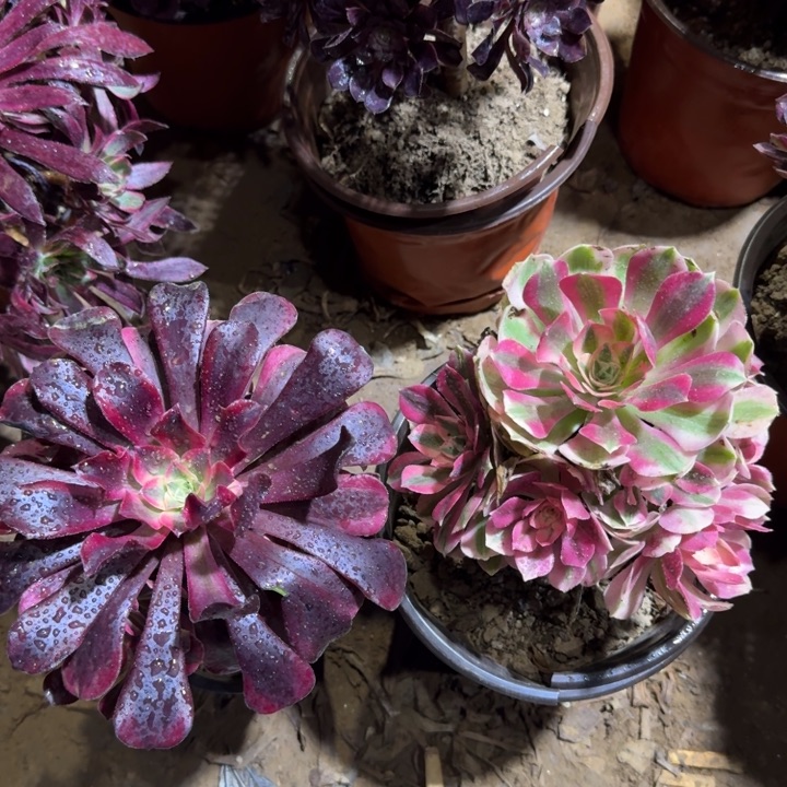 美杜莎➕粉女巫9.9