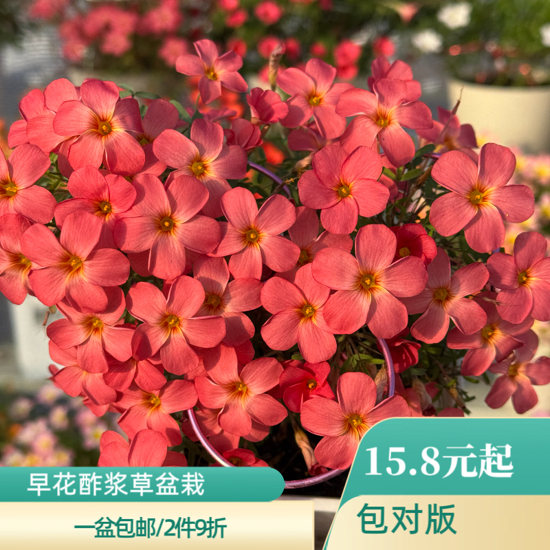 上上花田 酢浆草盆栽【早花系列】早花酢浆草花苗带花苞包邮现货