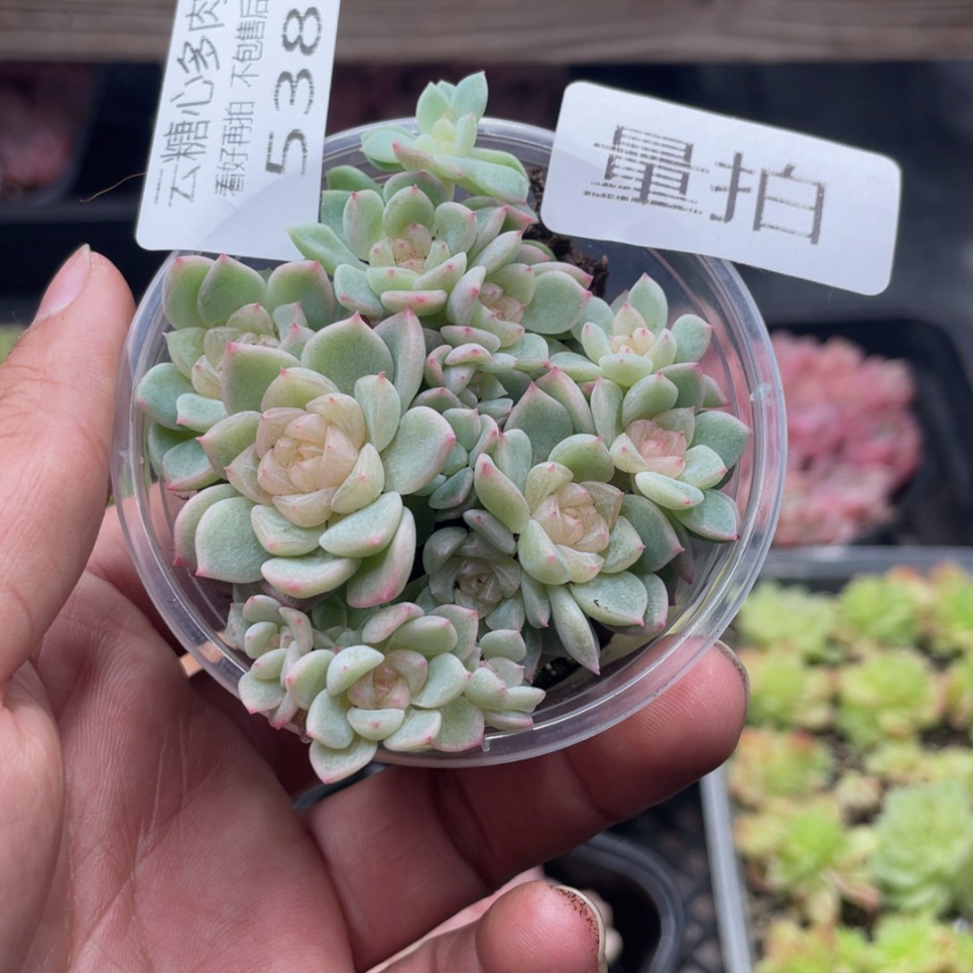 云糖心多肉植物538