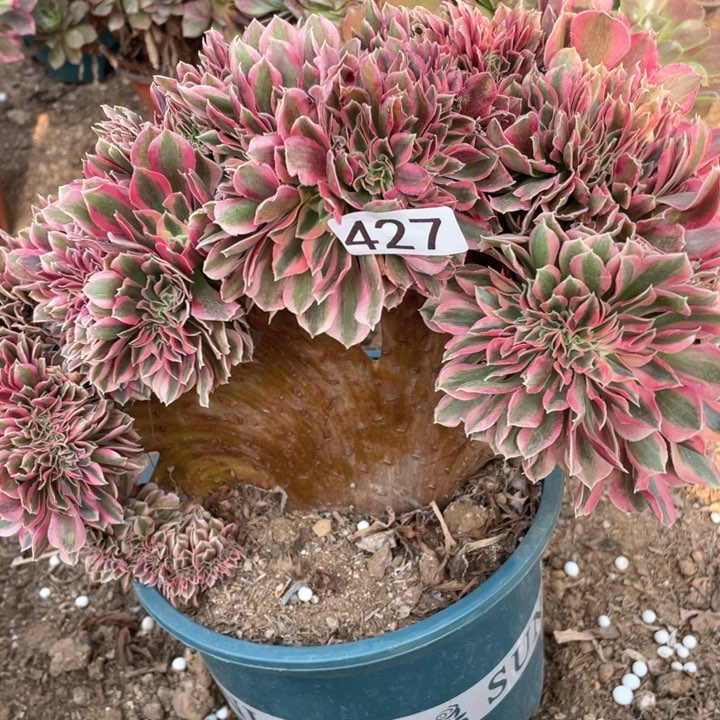 427多肉植物女巫缀