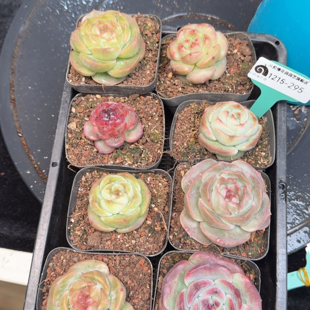 从前慢多肉精选编号1215.295