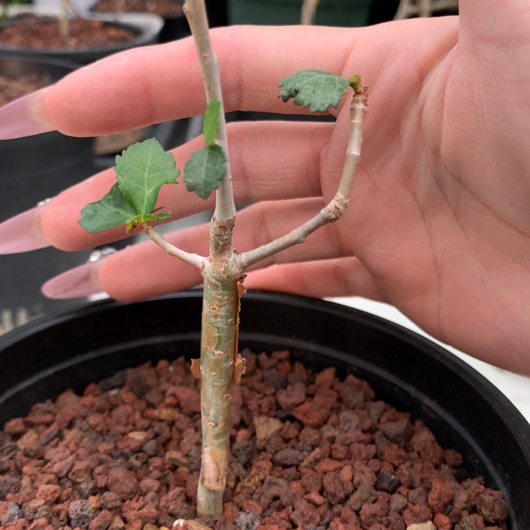 怀特没药实生小苗