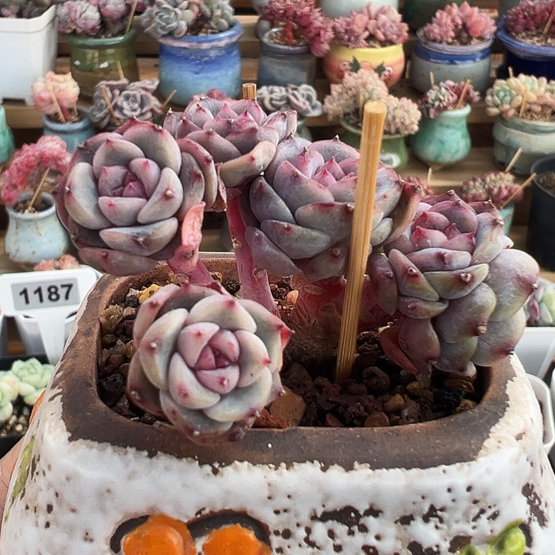 冰魄朵朵小树，934号