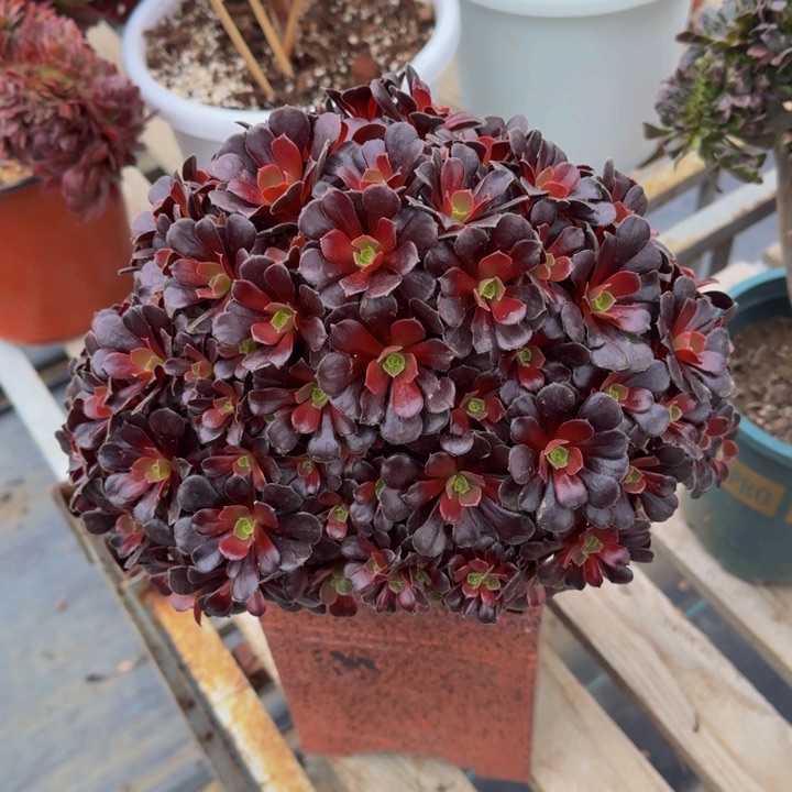 欧紫朵朵法师01法师