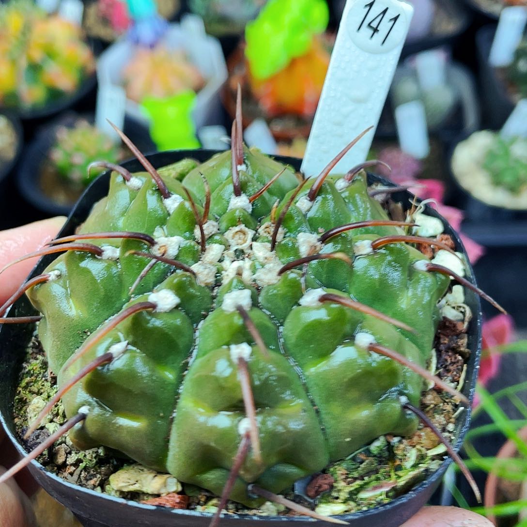 非偏远地区满25包邮仙人球