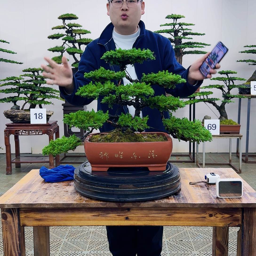盆景柏树造型盆景