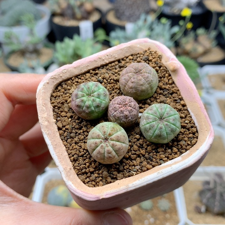 实生小欧系布纹球脱土1.2-1.5cm多肉