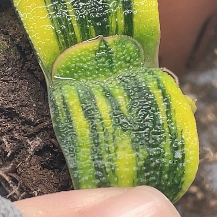 卧牛锦一物一拍1号