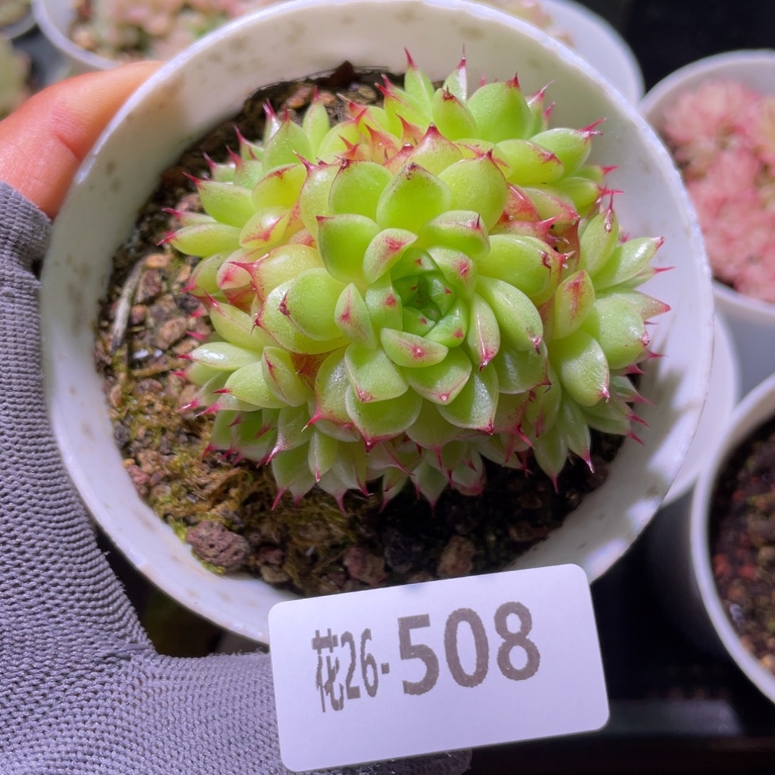 花利美26-508海王