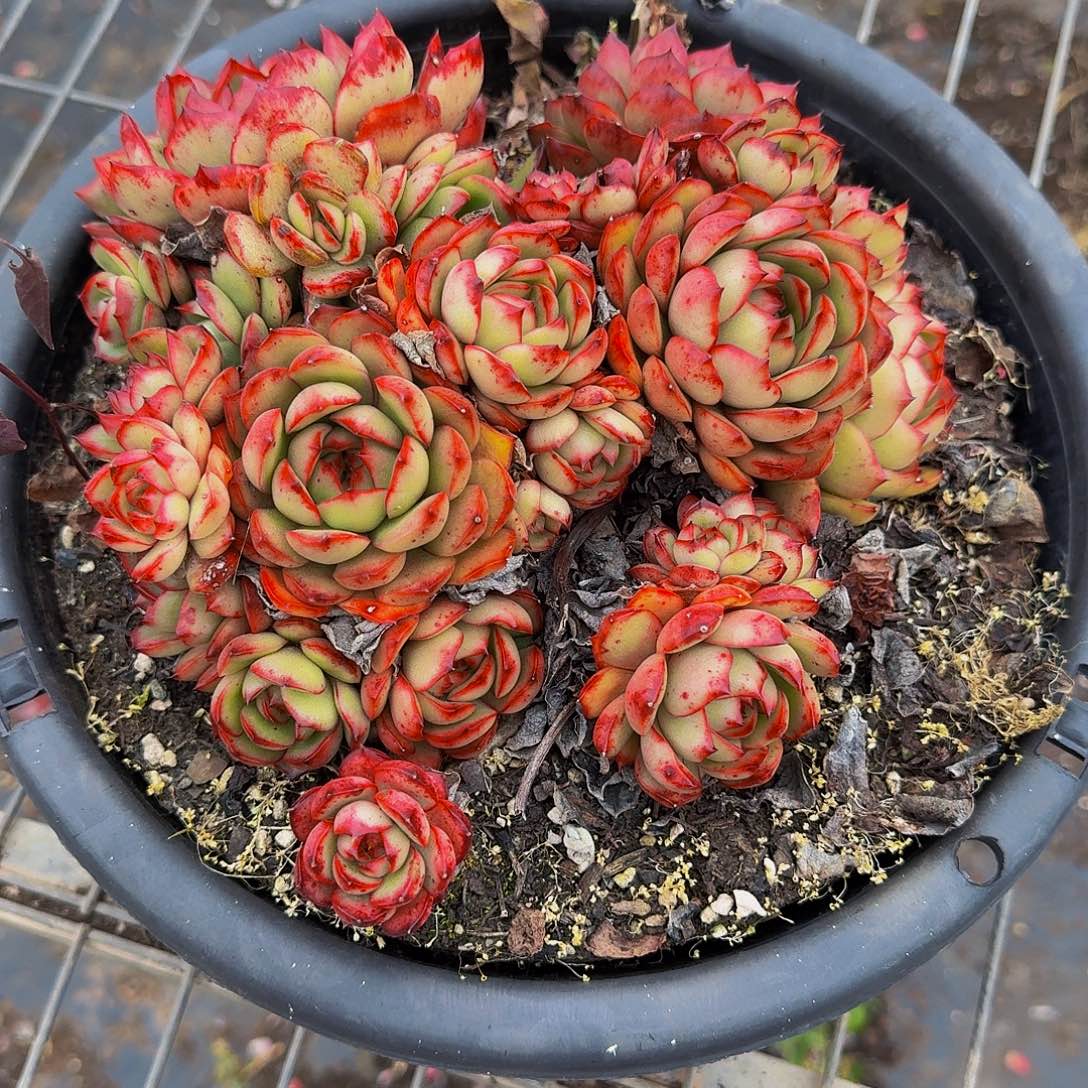 L***i16啦啦啦啦啦啦啦啦啦