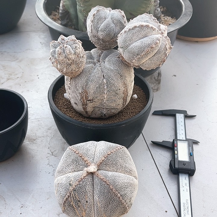 仙人球仙人球开花