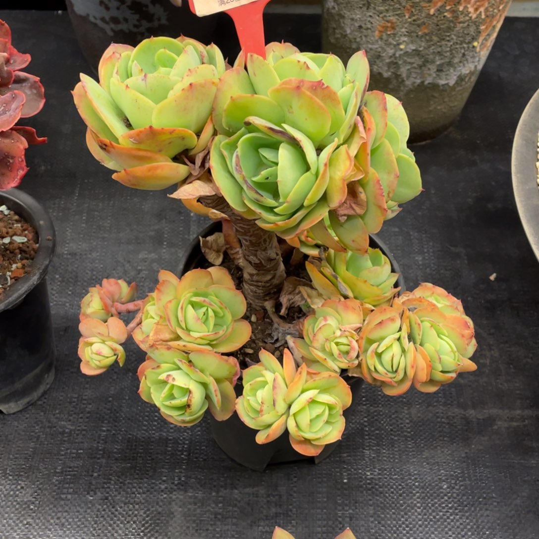 弥鹿之森一物一拍