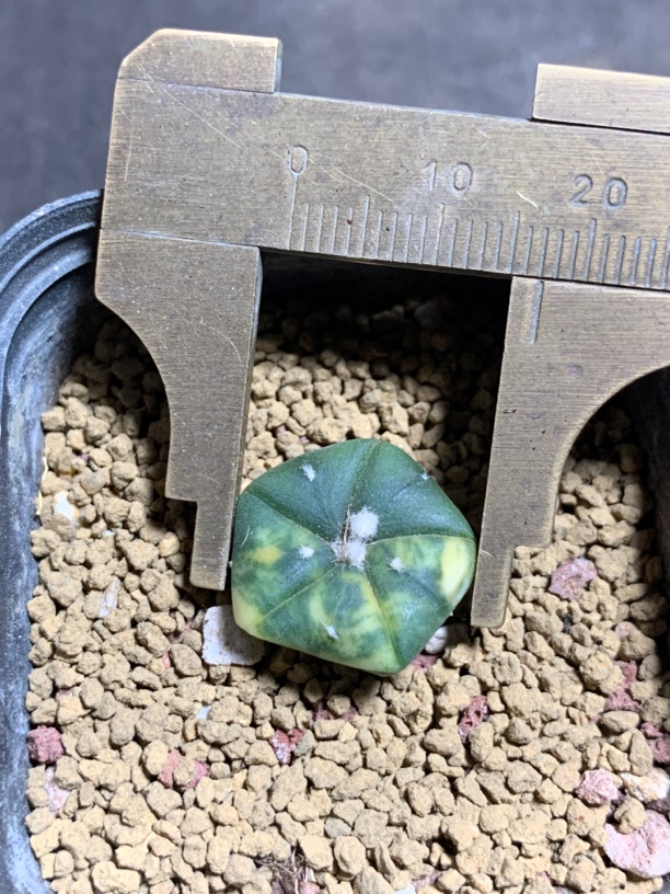 实生五棱兜锦 一物一拍包邮非偏远