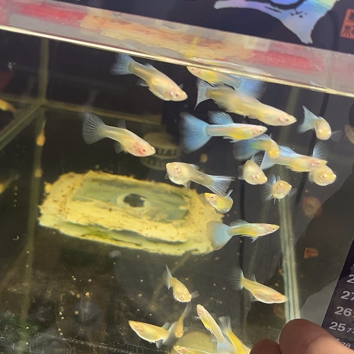 孔雀鱼普通天空蓝8条