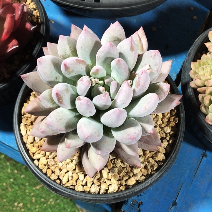 萝莉美人多肉植物