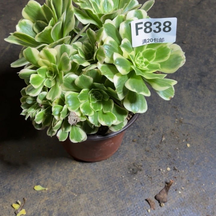 瑞妈，，，。。。。838迈，