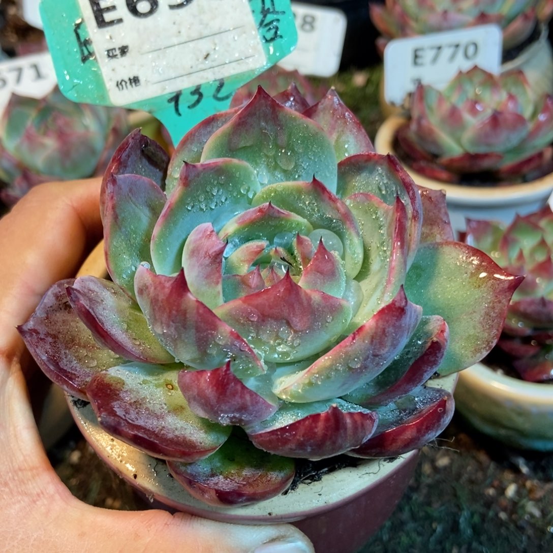 惊鸿一瞥638号楼多肉