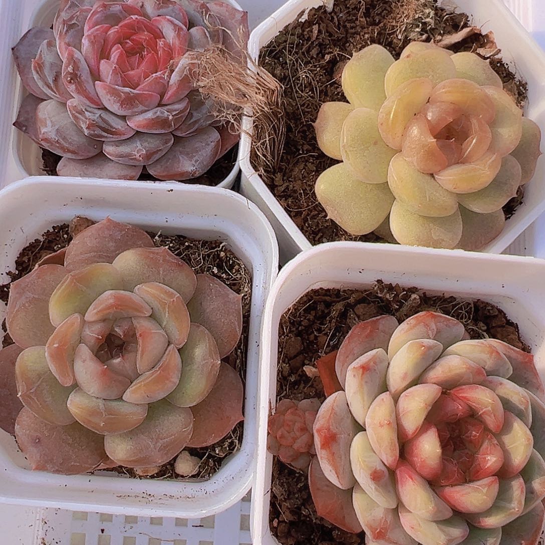 钻石冰魄彩恋红恋葡萄珍妮