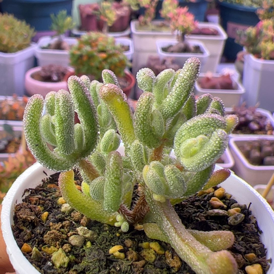 多肉植物枝干橙叶白锦