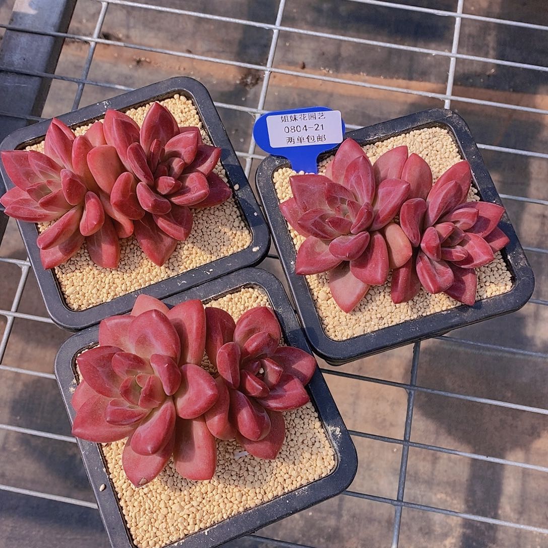 0804-21-母本赫菲大双头福利一颗量拍