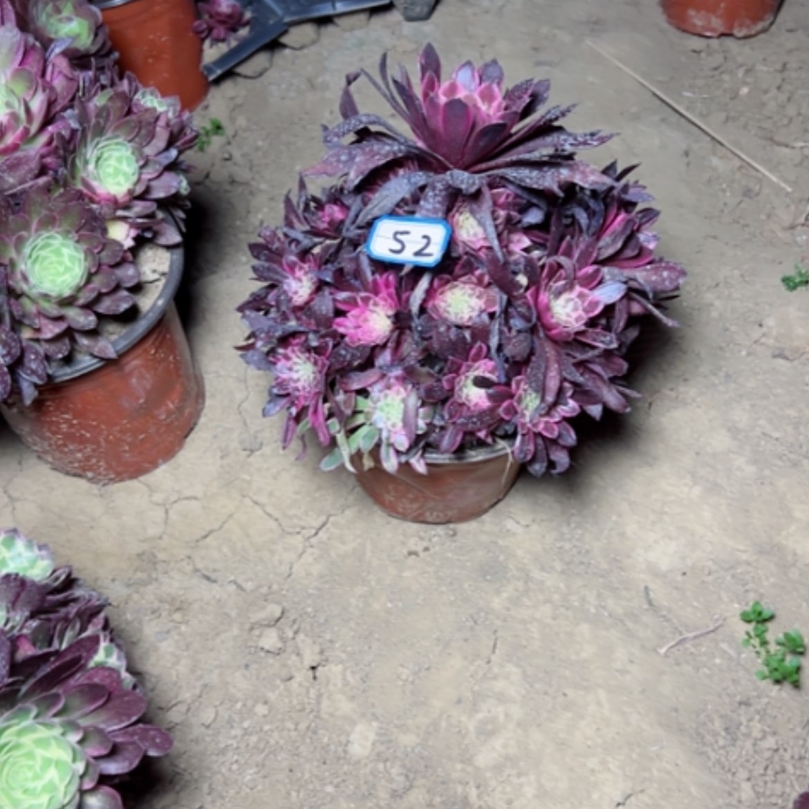 【闪购商品】结*多肉植物处理52