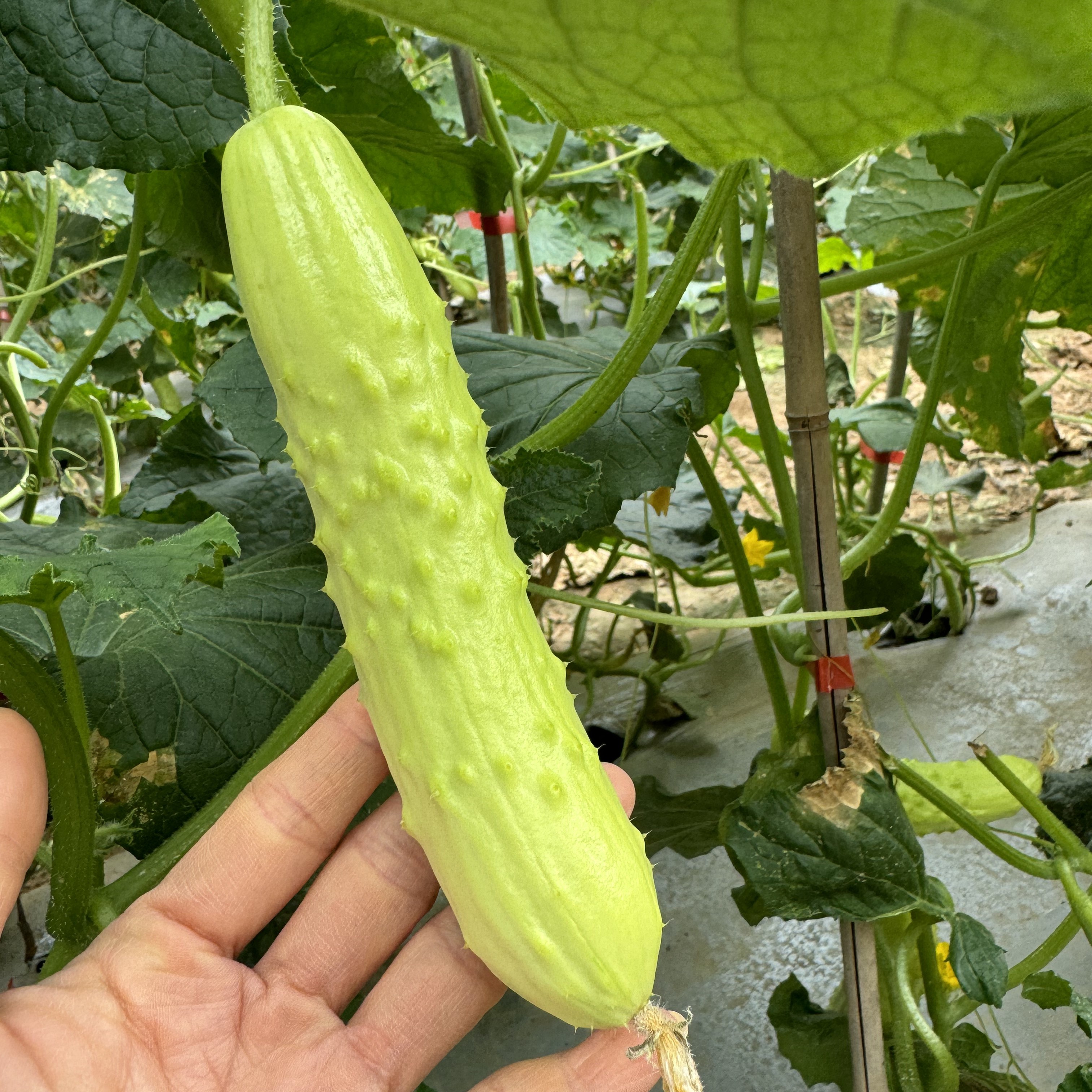 【顺丰EMS】绿养道新鲜小黄瓜脆玉