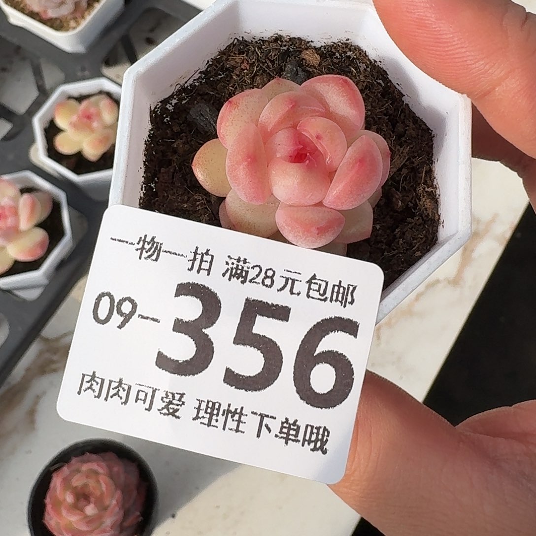 水果糖无盆土发货无盆土发货无