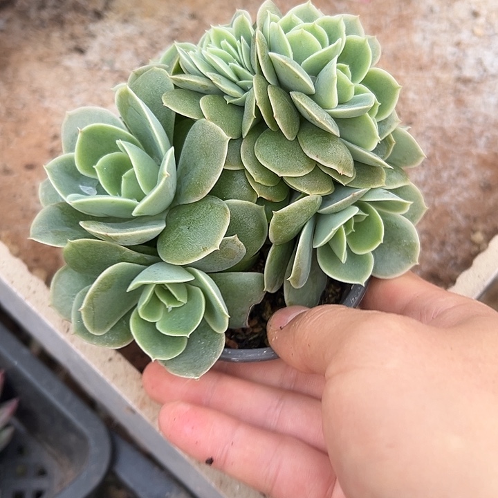 星娜塔群生缀化多肉